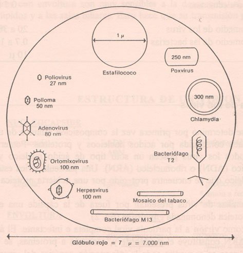 Tamaño comparativo de los virus 